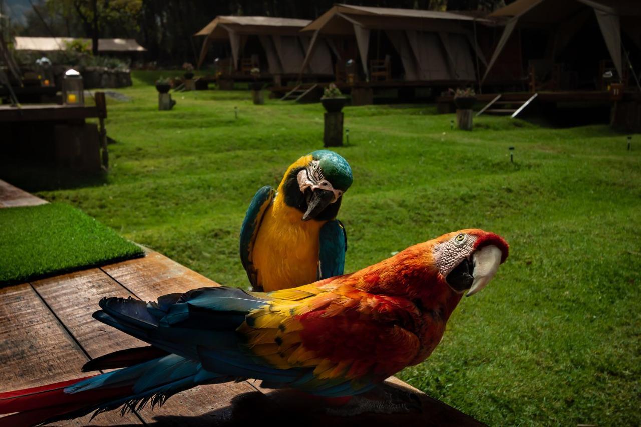 Hotel Glamping Chaska Ocupi Urubamba Esterno foto